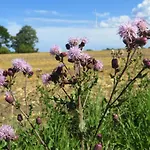 In 公寓 Ostseebad Kühlungsborn
