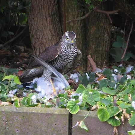 Ferienwohnung In Kuehlungsborn *