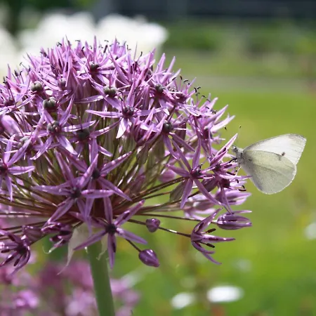 Ferienwohnung In Kuehlungsborn * Ostseebad Kühlungsborn
