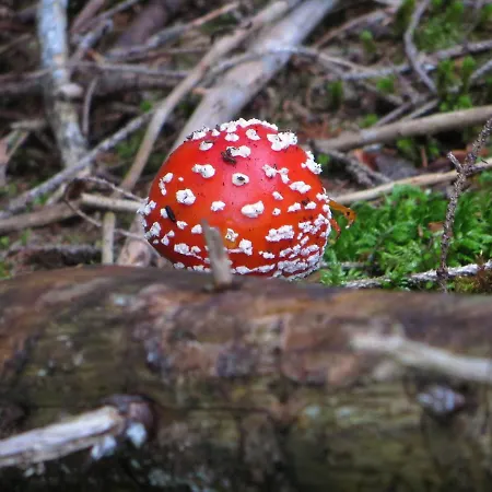 Ferienwohnung In Kuehlungsborn شقة Ostseebad Kühlungsborn