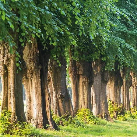 Appartement Ferienwohnung In Kuehlungsborn Ostseebad Kühlungsborn