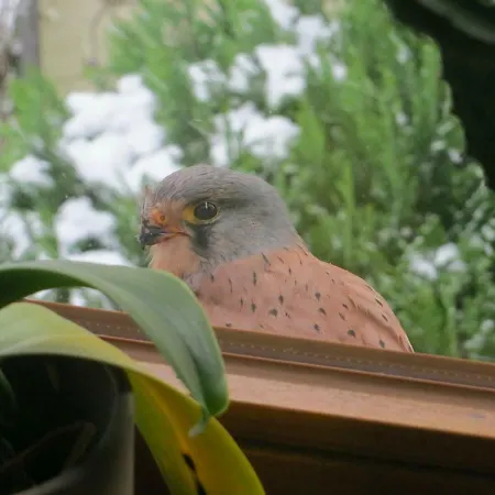 Ferienwohnung In Kuehlungsborn Appartement *
